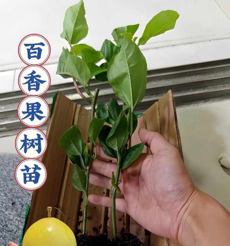 百香果的浇水技巧（春夏秋冬，你应该知道的浇水周期）