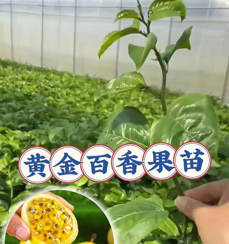 百香果的浇水技巧（春夏秋冬，你应该知道的浇水周期）