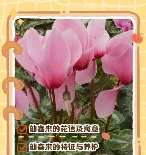神秘的仙鹤来和仙客来之谜（揭开神秘面纱，探究仙鹤来和仙客来的真面目）