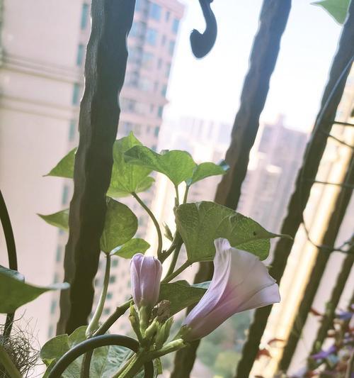 植物开花的奇妙世界（番薯开花的秘密与启示）