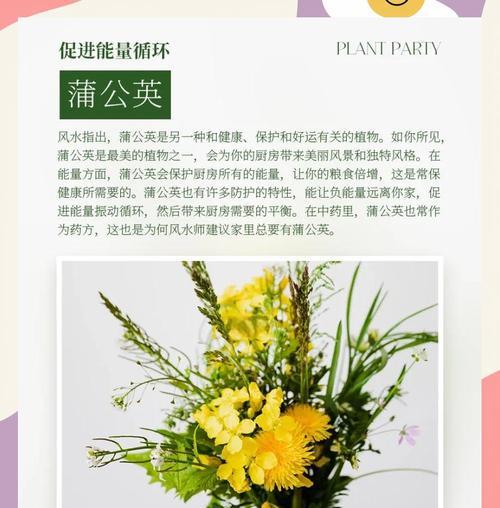 厨房养植指南（打造绿色厨房，让生活更健康）