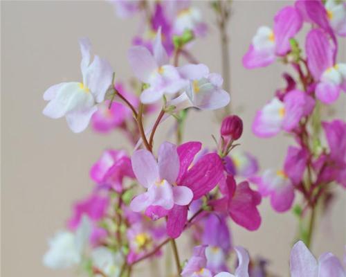 秋天适合种什么植物？（15种适合在秋季种植的植物）