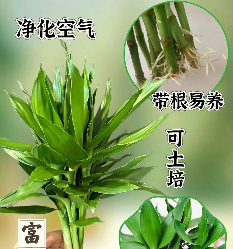 富贵竹的生长环境条件（打造适宜富贵竹生长的环境）
