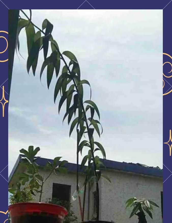 百合花不开花的原因剖析