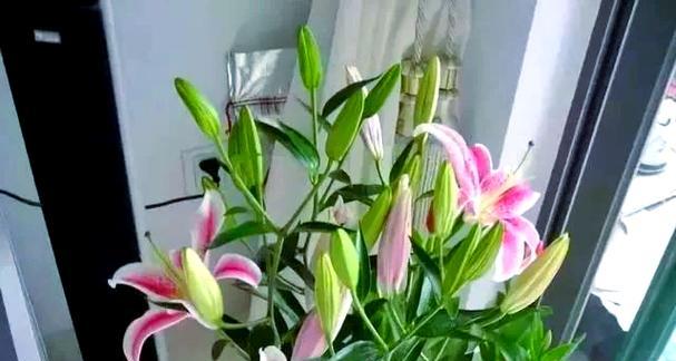 百合花不开花的原因剖析