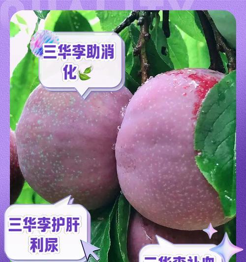 三华李的开花及花色特点（探究三华李的开花时间和颜色特征）