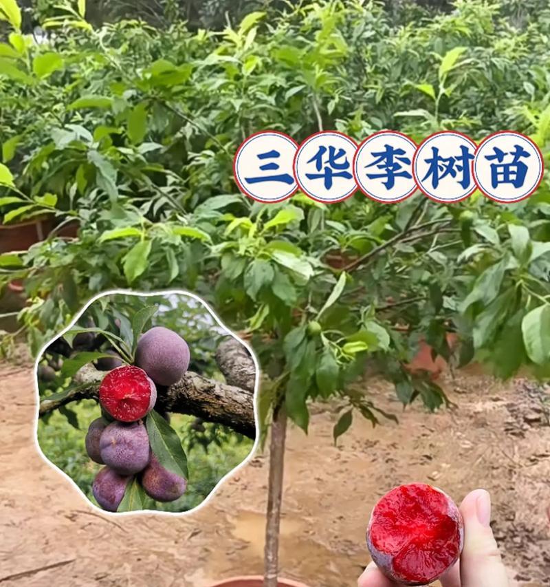 三华李的开花及花色特点（探究三华李的开花时间和颜色特征）