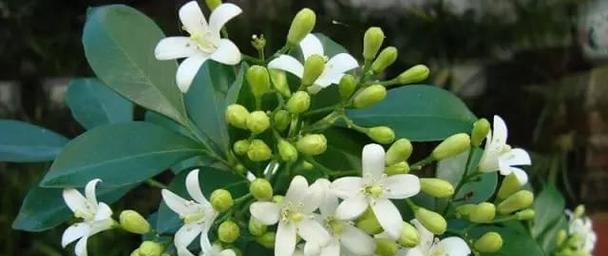 如何养护千里香花的生长？（秘诀揭晓，关键在于营养和光照。）