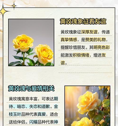 复色玫瑰花语解读（神秘的复色玫瑰花语探索）