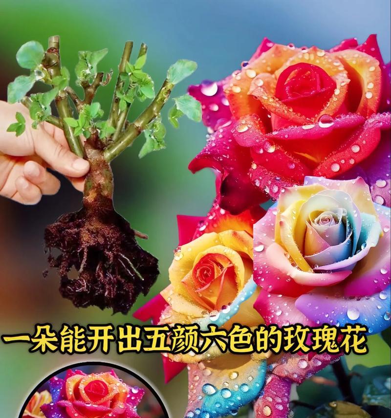 玫瑰花语之爱情的告白（用12朵玫瑰传达真挚的爱意）