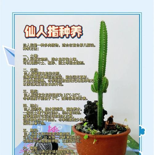 仙人指花（美丽的仙人指花，悄然传递的秘密）