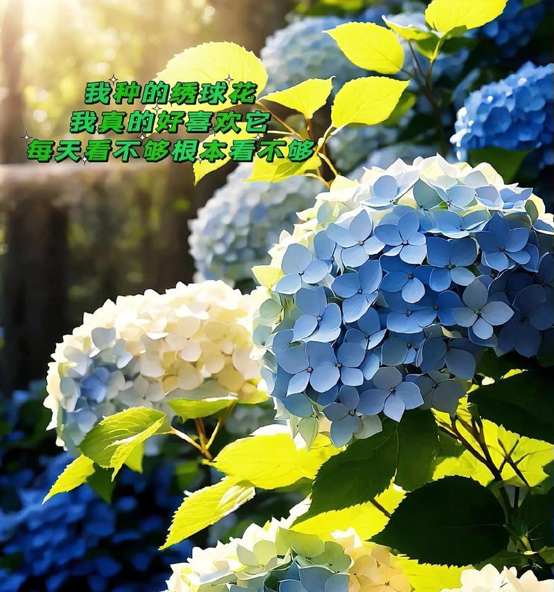 绣球花的花语与寓意代表的象征意义（探索绣球花的花语，发现其深远的象征意义）