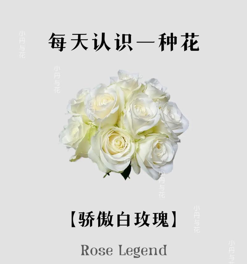绿玫瑰的花语（绿玫瑰象征恢复、希望与新开始，传递积极的生命力）