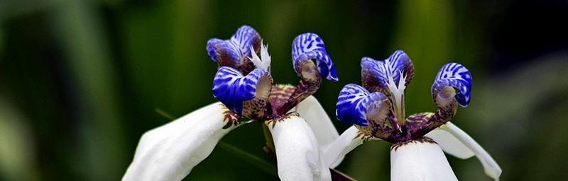 以巴西鸢尾兰花语为主题的花卉文化探秘（探索巴西鸢尾兰花语的深刻意义及象征传承）