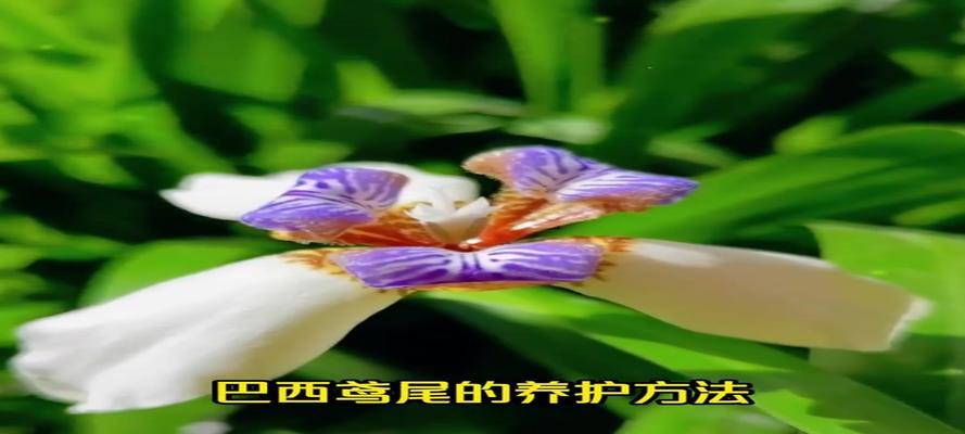 以巴西鸢尾兰花语为主题的花卉文化探秘（探索巴西鸢尾兰花语的深刻意义及象征传承）