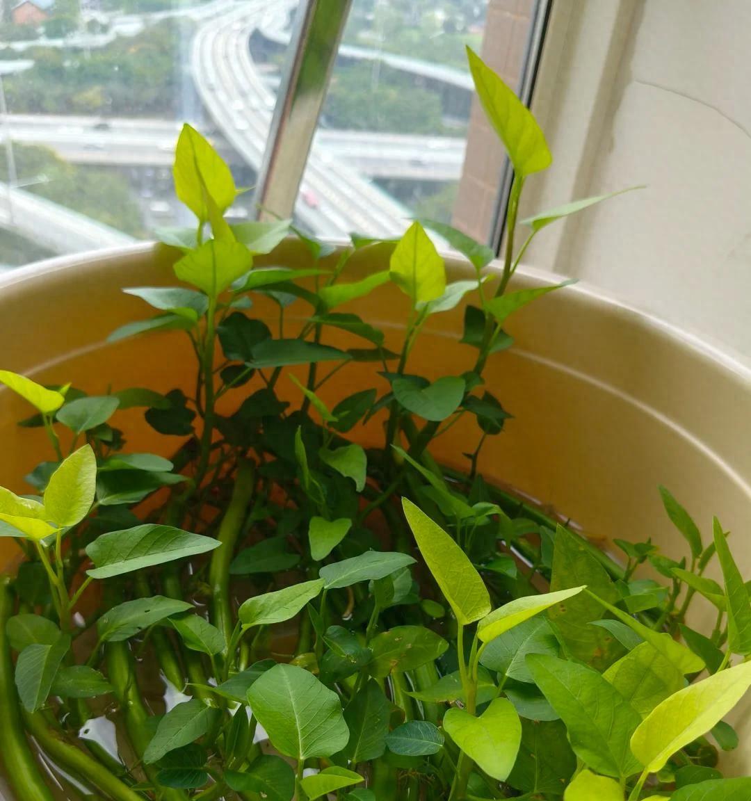 女子“水培空心菜”，几根枝条加点水，长满一大盆，网友：种草了