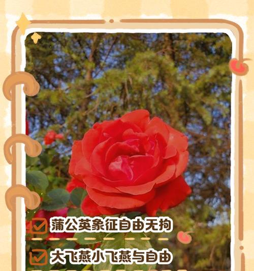 以牡丹花的花语为主题的忍耐之美（牡丹花的花语与忍耐之美）