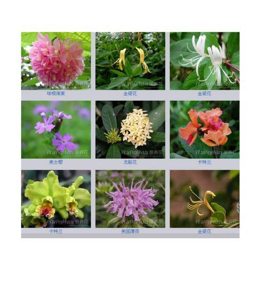 花语传情，亲情的花绽放（用花语表达深深的亲情之情）