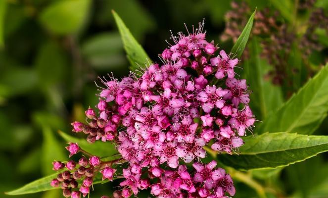 粉色菊花的花语（美丽而坚韧的粉色菊花，传递着爱与坚持）