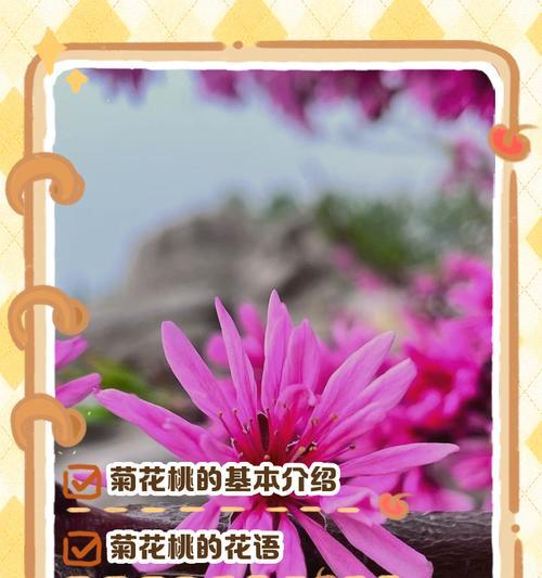 粉色菊花的花语（美丽而坚韧的粉色菊花，传递着爱与坚持）