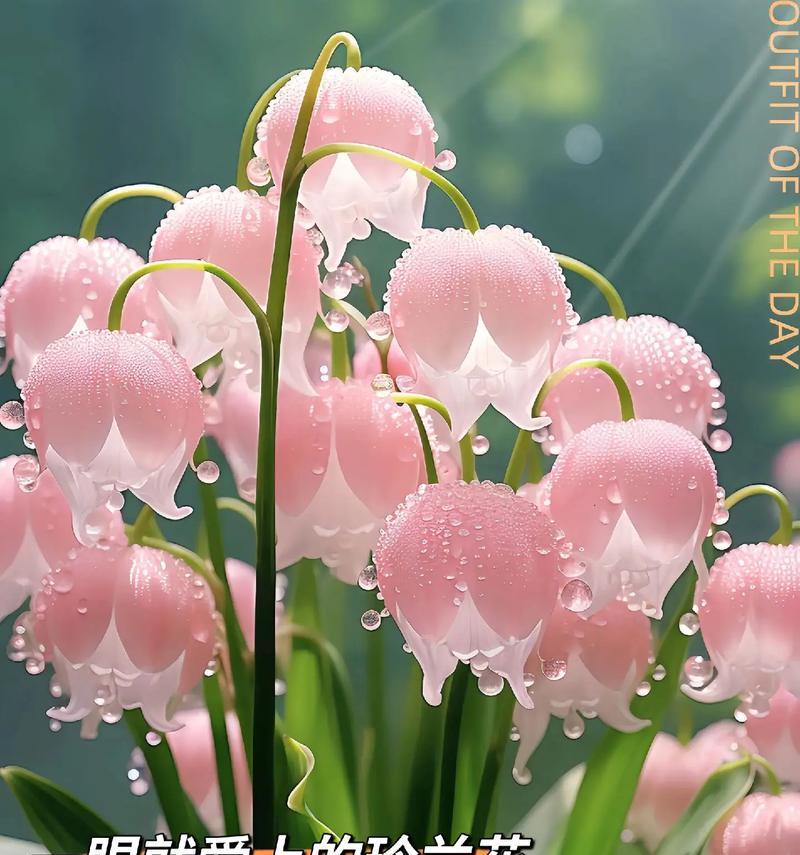 花语祝福，送上祝福之花（以什么花的花语代表祝福？）