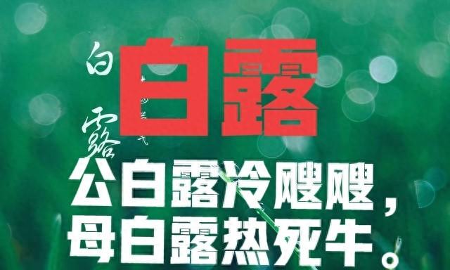 “公白露冷飕飕，母白露热死牛”，今年白露是啥？有啥说法？